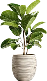 decorative plant